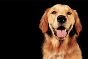 热门犬种，带出去成为焦点（人见人爱的7个犬种）