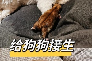 小狗的生产周期及相关知识（探究小狗妊娠期、分娩过程与产仔数量）