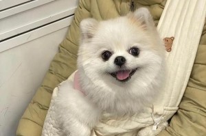 三个月博美犬的驱虫方法与时机选择（保护你的爱宠免受寄生虫侵害的关键方法）