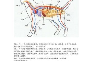 低泡飞鼠的饲养方法详解（打造舒适健康的低泡飞鼠家园，让你的宠物健康成长）