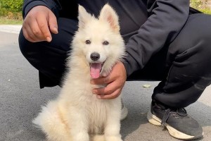 狗狗尴尬期的饮食需求（狗狗成长期的关键营养供应）