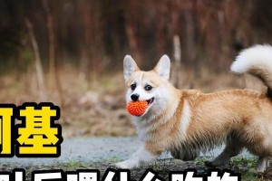 柯基的饮食指南（了解柯基的营养需求和食品选择）