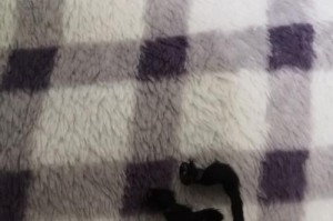 狗狗手术断尾后的康复期（了解狗狗手术断尾的康复时长及注意事项）