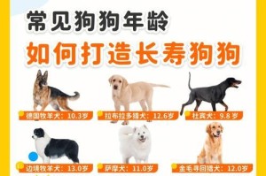 狗狗年龄判定方法揭秘（四种常用方法解密，准确判定狗狗的年龄）