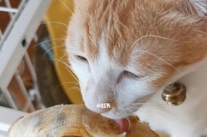 猫能吃香蕉吗？以适量为主！（宠物饮食小知识）