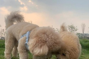 探索teddy狗的魅力（了解teddy狗的特点、优点与魅力）