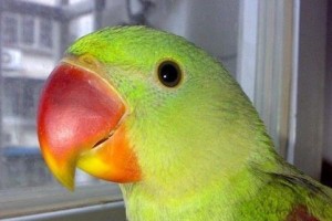 暗色鹦鹉的饲养方法（打造一个温馨的家庭饲养环境）