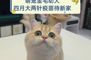 金毛幼犬打疫苗与洗澡的时间安排（宠物犬疫苗免疫与个人卫生的平衡）