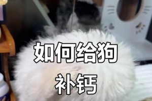 如何判断狗狗是否缺钙（狗狗缺钙的表现和预防措施）