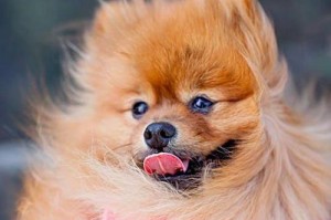 博美性格为什么会表现出贱劲？（探讨博美独特的性格特点和形成原因）