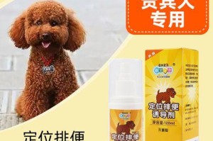 训练你的贵宾犬正确排泄方法