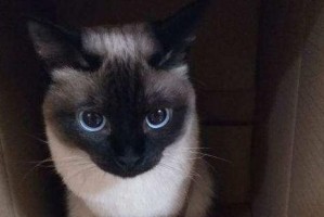 暹罗猫——神秘与优雅的代表（了解暹罗猫的特征、历史和品种）