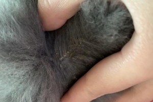 猫藓为什么不长毛？（探究猫藓缺乏毛发的原因及其生态功能）