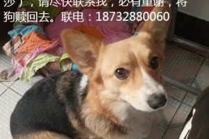 小狗出售（多久能够出售一只小狗？）