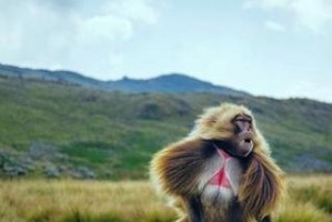 如何科学饲养懒猴？（从环境到饮食，全面了解懒猴的饲养方法）