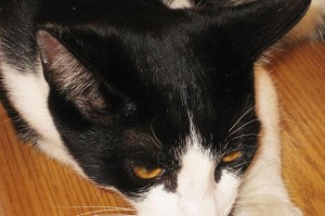 猫的捕鼠能力之谜（探究猫咪出生后多久能开始抓老鼠、）