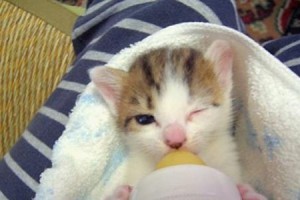 如何给猫咪解火（一种药物可有效缓解猫咪的上火症状）