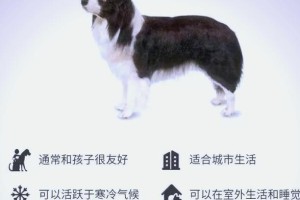 边牧犬——优点盘点（近两年饲养率飙升的原因及边牧犬的7大优点）