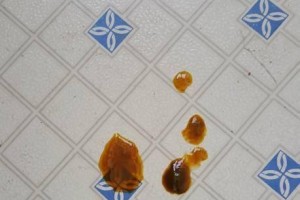 如何帮助泰迪拉稀恢复健康（除了药物治疗，这些方法也能帮到你）