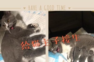 猫的家庭接生（在家帮助你的猫妈咪顺利接生的重要方法）