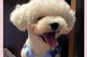 比熊受惊吓后的症状及如何安抚其情绪（了解比熊受惊吓后的表现和提供有效安抚方法）