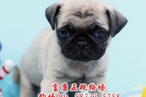 给巴哥犬洗澡的好处（宠物健康与幸福从洗澡开始）