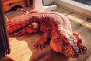 巨蜥王国（探索巨蜥王国中那些体型小却充满魅力的生物奇观）