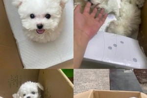 如何训练你的比熊犬听话？（从基础训练到高级技巧，打造温顺听话的宠物）