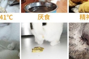 犬冠状病毒治疗方法大揭秘（针对宠物的有效治疗手段）