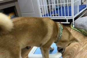 揭秘狗为何不喜欢厕所的原因（探索狗类行为中的厕所偏好与厌恶）