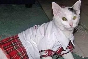 猫咪穿衣服站不稳，原因何在？（探究猫咪穿衣服后站不稳的原因及解决方法）