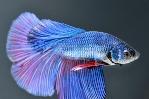 金鱼混养指南（了解金鱼混养要点，打造和谐水族箱生态环境）