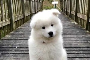 萨摩耶犬的市场价与饲养注意事项（揭秘萨摩耶犬的价格趋势与养护要点）