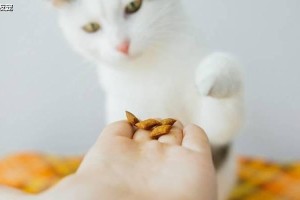 小猫一个月不吃东西的奇迹（探索小猫饮食习惯的关键）
