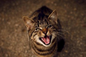 为什么猫自己会叫？（探索猫咪叫声背后的原因）