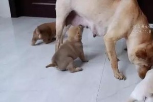 狗狗为什么老是屁颠？（探究狗狗蹦蹦跳跳的原因及行为意义）
