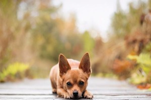 阿富汗犬呕吐处理指南（宠物主人必备的急救措施）