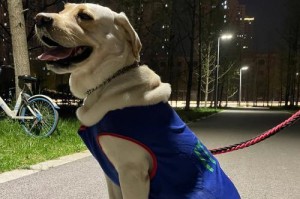 拉布拉多犬的由来与特点（探寻拉布拉多犬的意义与魅力）