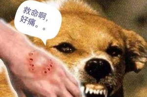 为什么狗狗剪完毛后会咬脚？（了解狗狗剪毛后咬脚的原因及解决方法）
