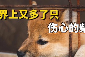 探寻狗莫名焦虑的原因（揭秘狗焦虑的真相，）