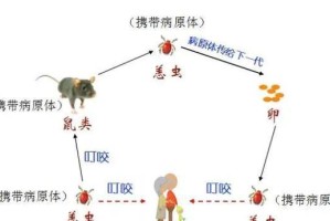 宠物养护（以爱为先，呵护小生命，教你如何正确地饲养黑田鼠）