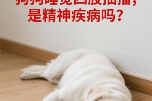 泰迪缺钙引发抽筋问题的探究（泰迪缺钙抽筋症状、持续时间及预防措施详解）