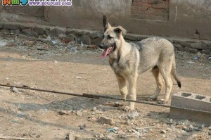 狼青犬饲养指南（如何养护健康的狼青犬）