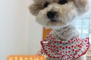 比特犬出行必看（从宠物乘车前到途中小技巧，全方位防晕车！）