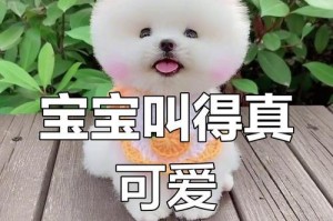 茶杯犬（由小巧可爱到争议重重，茶杯犬的风云历程）