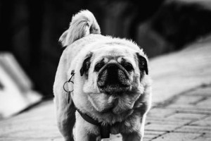 揭秘以巴哥犬为什么一处拉屎的奥秘（探究以巴哥犬排便的习惯及其原因）