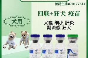 狗狗打四联疫苗常用药品解析（常见的四联疫苗药品及其作用）