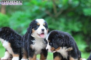 养一只健康快乐的伯恩山犬（以宠物为主，掌握饲养技巧）