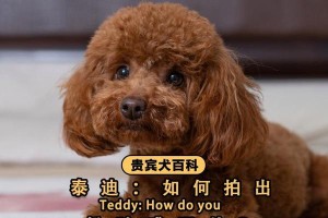 泰迪为何喜欢看主人？（探寻泰迪对主人的喜爱之谜）