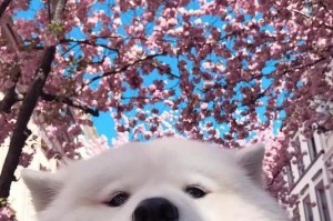 萨摩耶大掉毛的原因及解决方法（探究萨摩耶为什么会大量掉毛，并提供减少掉毛的有效措施）